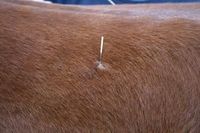 Pferde Akupunktur